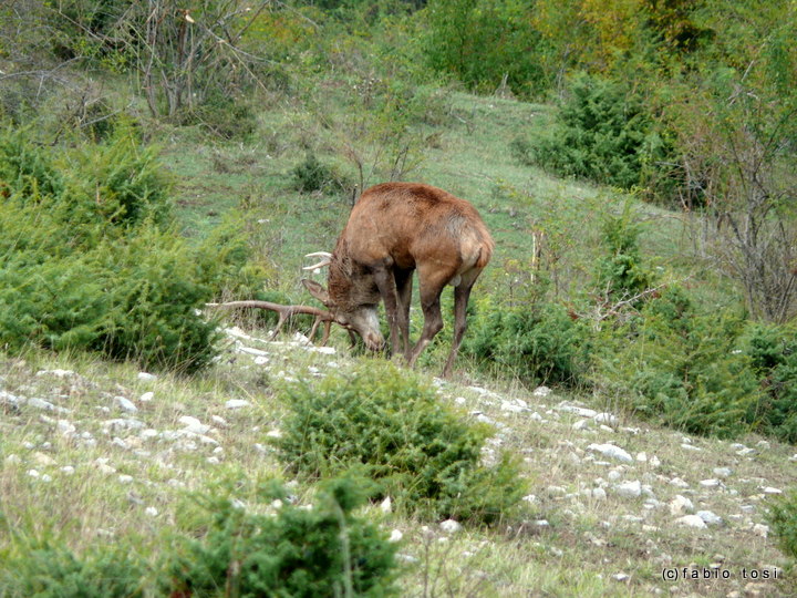 Alla corte di Sua Maest l''Unicorno - (fotoracconto fantasy)